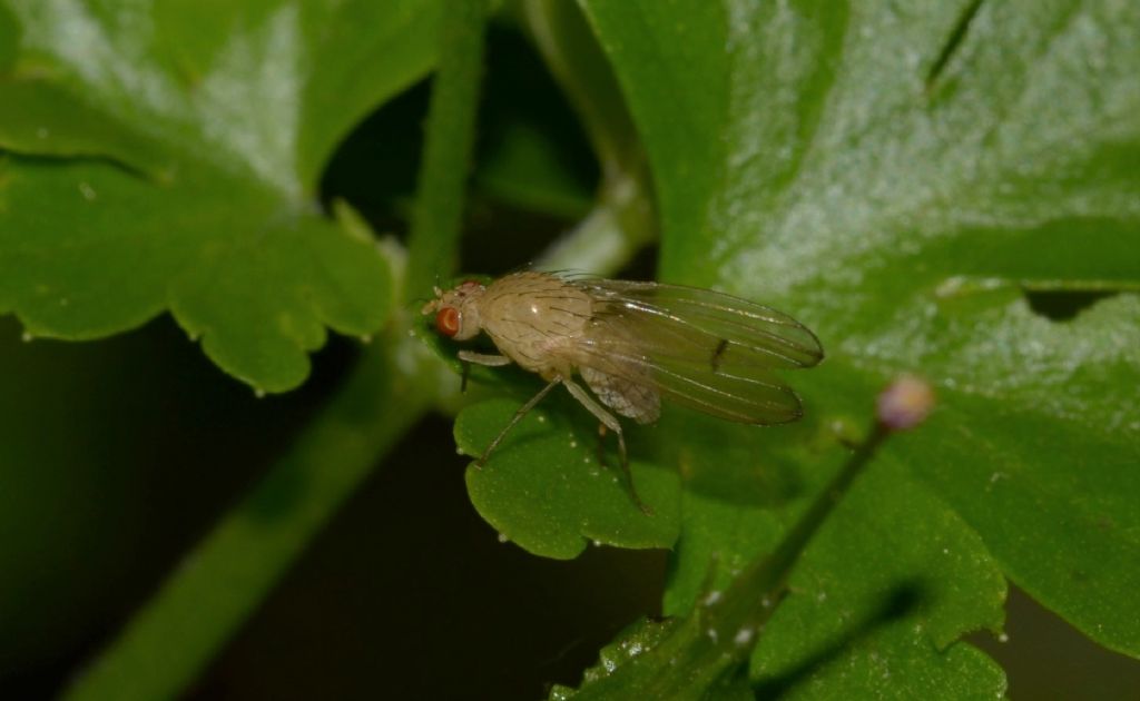 Lauxaniidae:  Tricholauxania praeusta da confermare